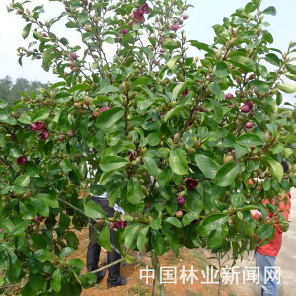 连城兰花股份有限公司成功育成林木新品种"香妃"