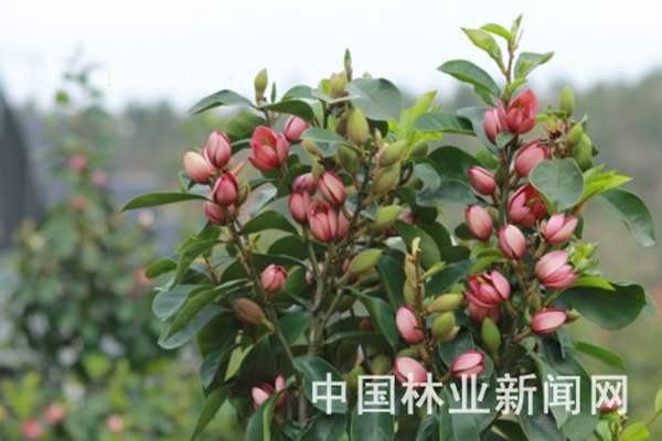 这是他们培育的含笑新品种,命名为"香妃,2014年经福建省林木品种审定